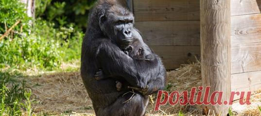 Санта-Барбара со счастливой концовкой в британском зоопарке 🦍 Одной горилле не хватило сил, чтобы воспитать новорожденного сына. Его приняла в свои родительские объятия другая самка, у которой собственного детеныша забрали несколько лет назад – и материнские чувства остались нерастраченными.