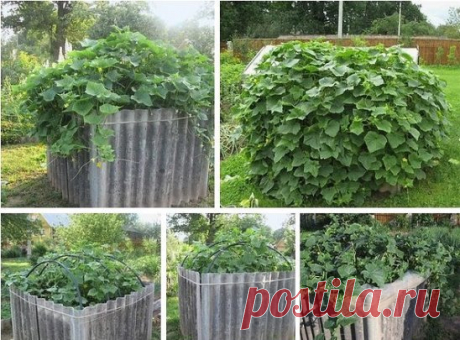 (36) Одноклассники