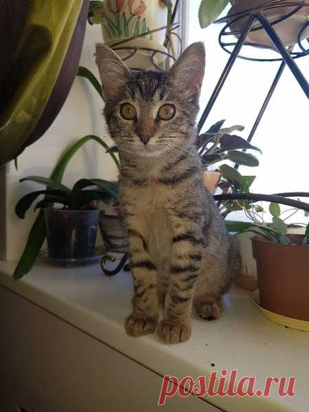 Котёнок Васёна ищет семью. Москва и МО. – Собаки, Кошки, Коты, Щенки, Котята в ДОБРЫЕ РУКИ -- Бесплатно, пользователь Любовь Морган | Группы Мой Мир