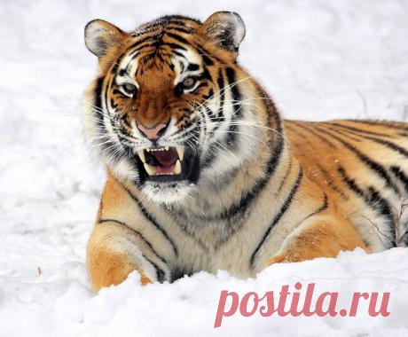 Животные, которые могут исчезнуть в ближайшее время / Научный хит