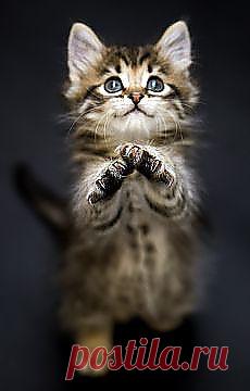 Ну пожалуйста...