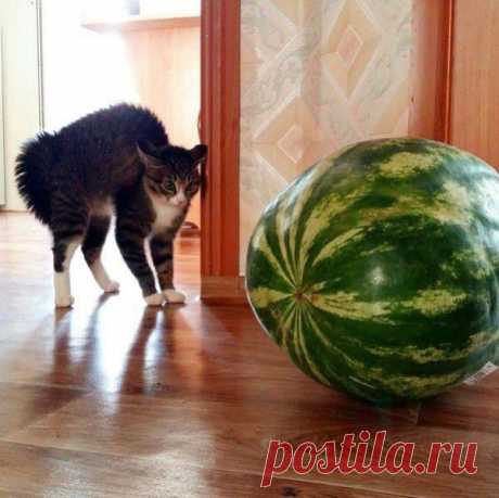 Милые и забавные животные поднимут настроение! Сегодня нам поднимут настроение забавные и симпатичные животные.