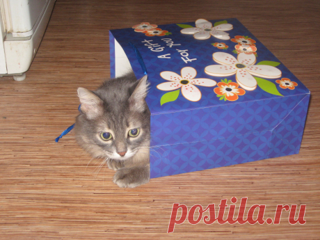 Рисунки и животные - 42 фото. Фотографии Татьяна Мошкова.