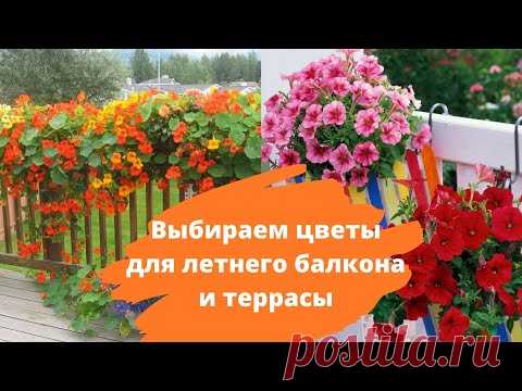 Выбираем цветы для летнего балкона и террасы