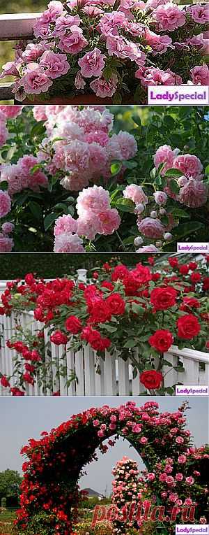 Плетистая роза: посадка и уход - Женский журнал LadySpecial.ru
