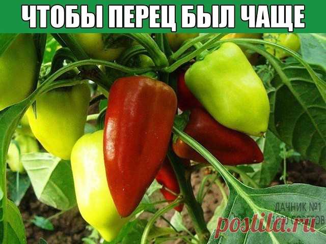 ЧТОБЫ ПЕРЕЦ БЫЛ ЧАЩЕ
1. После посадки не забудьте распределить вокруг растений плотную, но легкую мульчу. Это могут быть обрезки подсушенной травы или солома.
2. Обильно поливайте рассаду в засушливые дни, поскольку недостаток влаги вызывает горький привкус плодов.
3. Сорняки старайтесь удалять вручную чтобы не повредить поверхностную корневую систему растений.
4. При температуре выше +34°С цветки перца, к сожалению, опадают. По этой причине в период полуденной жары растен...
