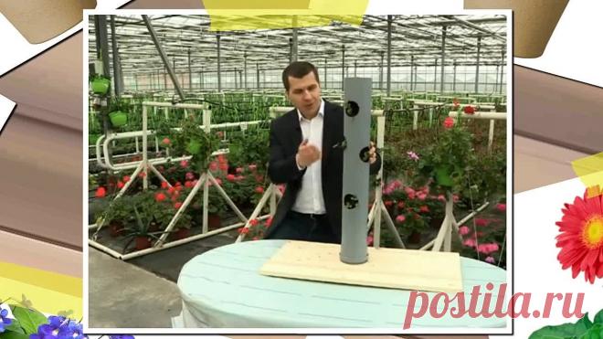 (5) Одноклассники