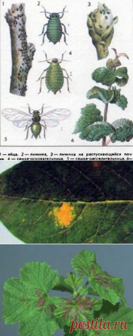 Тля на растениях