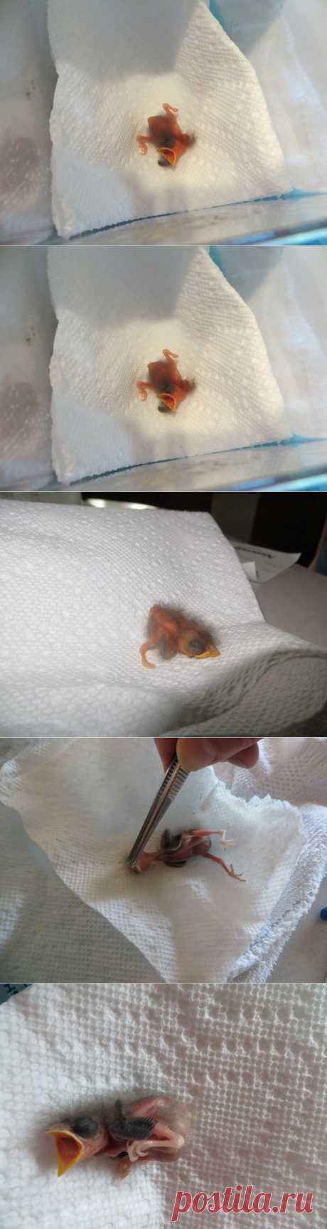 Этот птенец выпал из гнезда и умирал... Но посмотрите, что произошло через 36 дней! | Все о наших питомцах