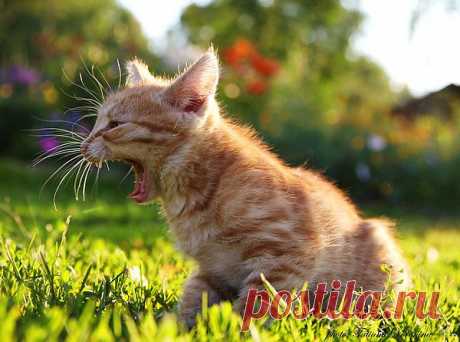 Фото@Mail.ru: Татьяна Воронина : Маленький тигр!
