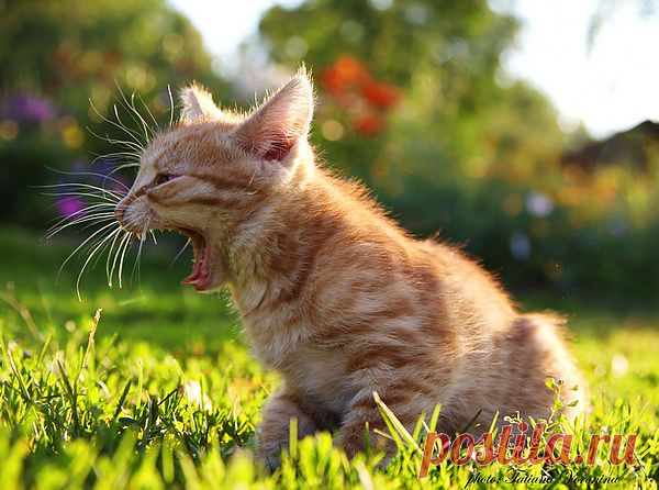 Фото@Mail.ru: Татьяна Воронина : Маленький тигр!