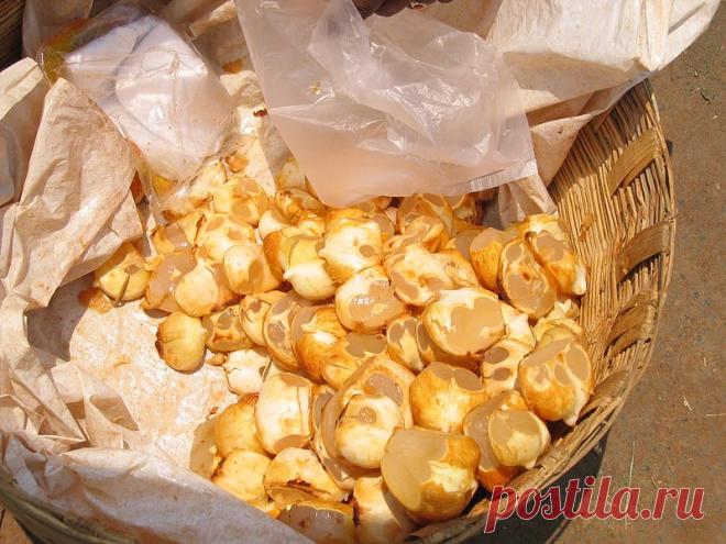 File:Chestnut in Guntur.jpg - Wikimedia Commons