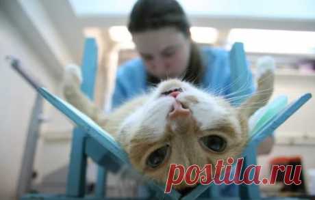 В каком возрасте кастрировать котёнка: лучше позже, чем раньше, что