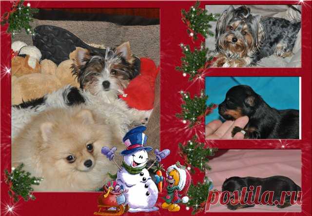 Диволс Оливия Роуз - Страница 3 - Планета Биверов