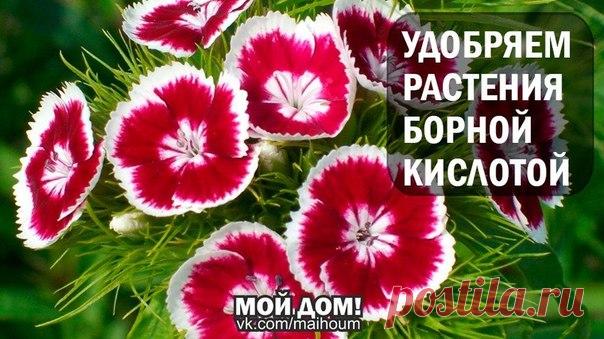 УДОБРЯЕМ РАСТЕНИЯ БОРНОЙ КИСЛОТОЙ