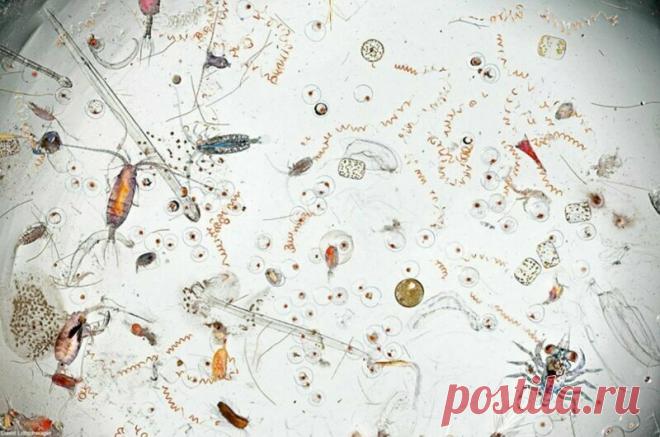 Обычные вещи под микроскопом выглядят как фантастический мир) | PRO ART | Яндекс Дзен