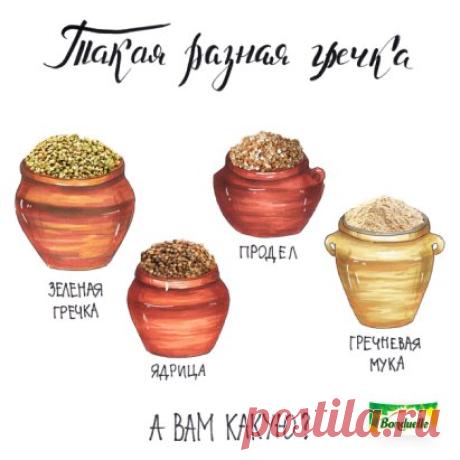 Вам какая гречка больше по вкусу: обжаренная или зеленая? Отмечайтесь в комментариях - посмотрим, какой вид победит!
На выбор магазины предлагают ядрицу, зеленую гречку,
продел и гречневую муку. 
Ядрица - цельное зерно, очищенное от оболочки и термически обработанное. Это наиболее привычный нам вид гречневой крупы.