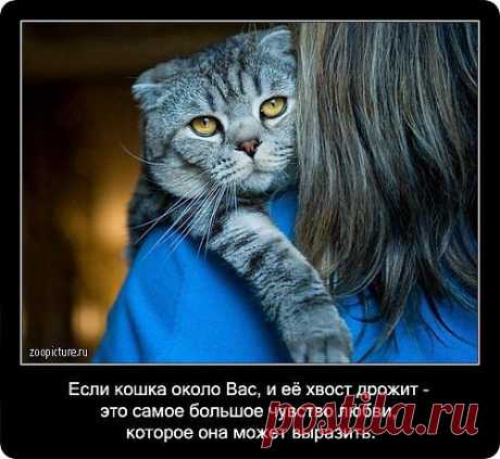 о кошках