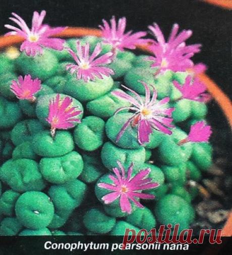 Комнатные растения и цветы на букву Д-Ж. Описание. Фото. | Растения и цветы в доме