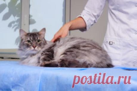 Кастрация кота описание процедуры