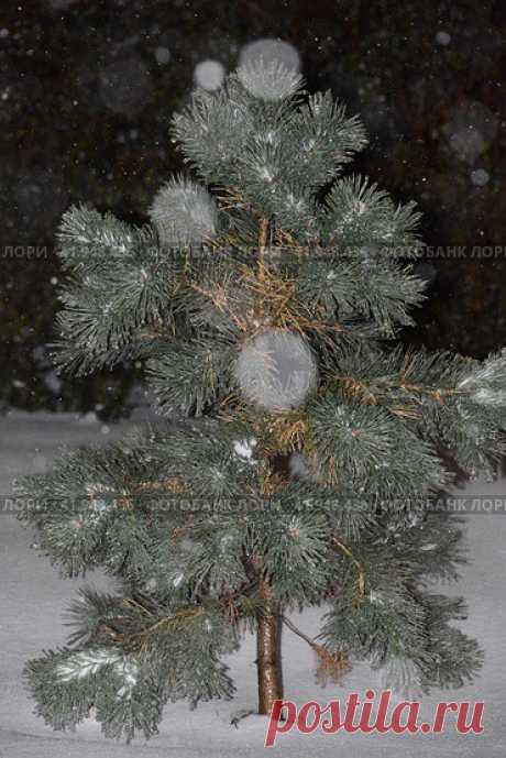 Close-up of beautiful snow covered coniferous evergreen tree on white snow field during dark cold snowy night. Стоковое фото, фотограф Ilaronsia / Фотобанк Лори