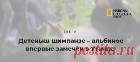 Природа немилосердна к чужакам: редкая сцена противостояния самки шимпанзе с детенышем-альбиносом на руках и её сородичей показала различные реакции зверей на отличающегося члена их стаи.