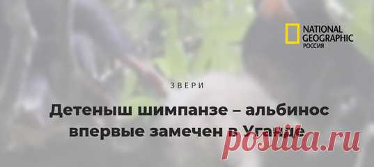 Природа немилосердна к чужакам: редкая сцена противостояния самки шимпанзе с детенышем-альбиносом на руках и её сородичей показала различные реакции зверей на отличающегося члена их стаи.
