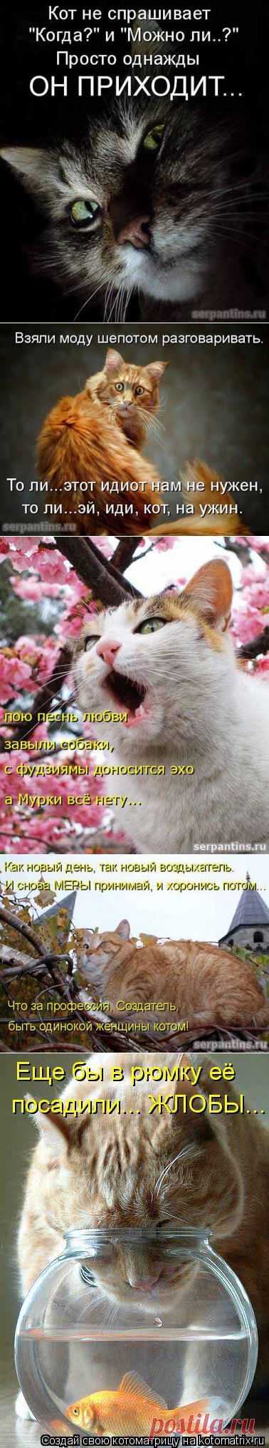 Юмор про котов, фото | Серпантин