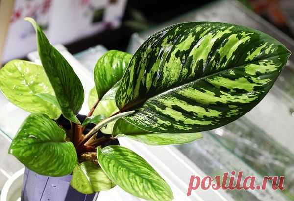 Загадочная хомаломена. Как обеспечить ей достойные условия в доме