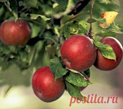 Распространенные болезни яблонь..