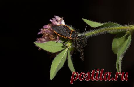Being an Assassin We had a great group for our Ode field trip and it was a pleasure to meet Kelly and Scott. I am so grateful he pointed out this Bee Assassin Bug with its lunch....as we were having lunch :)