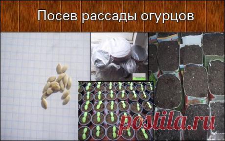 Посадка семян огурцов на рассаду, фото, видео | Домашняя ферма