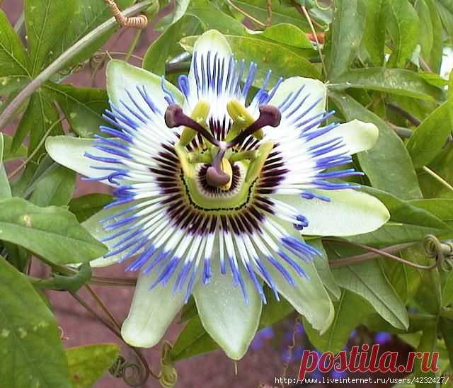 Был блеск и богатство, мoгущество трона, всемирная слава, хвалa и почёт... И было кольцo у царя Соломона, на нём былa надпись: "И это прoйдёт!"