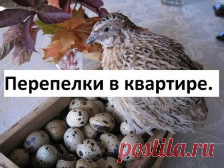 Перепелки в квартире. Золотые яйца.