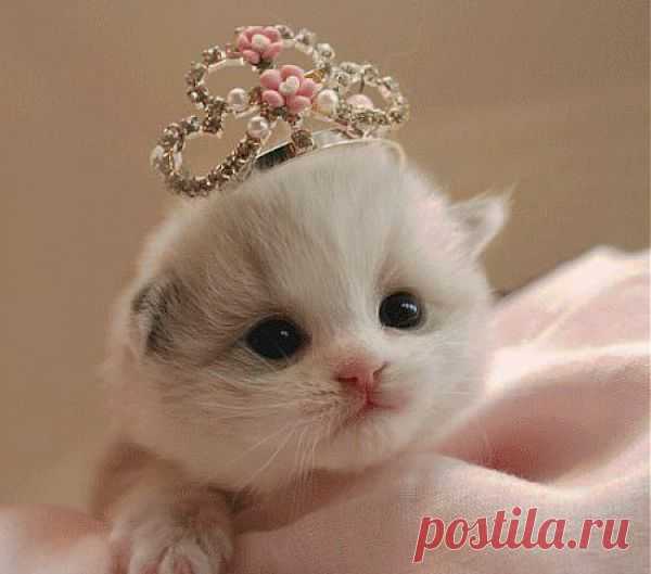 Маленькая Фея!