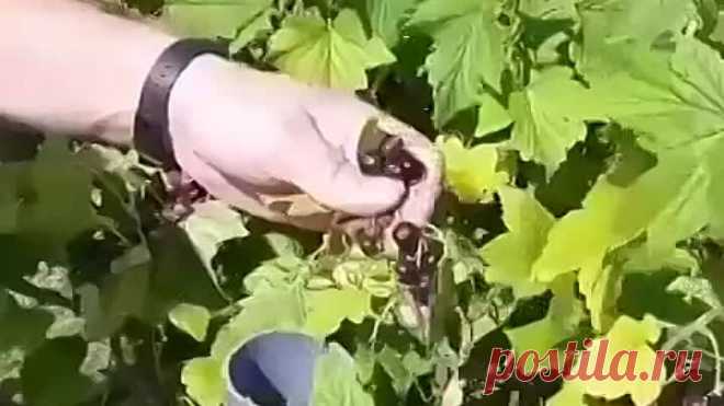 Как собирать чёрную смородину