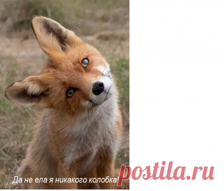 Выпуск №6726 - выпуск анекдотов сайта вокруг смеха