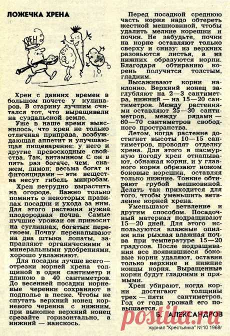 Выращиваем хрен на огороде