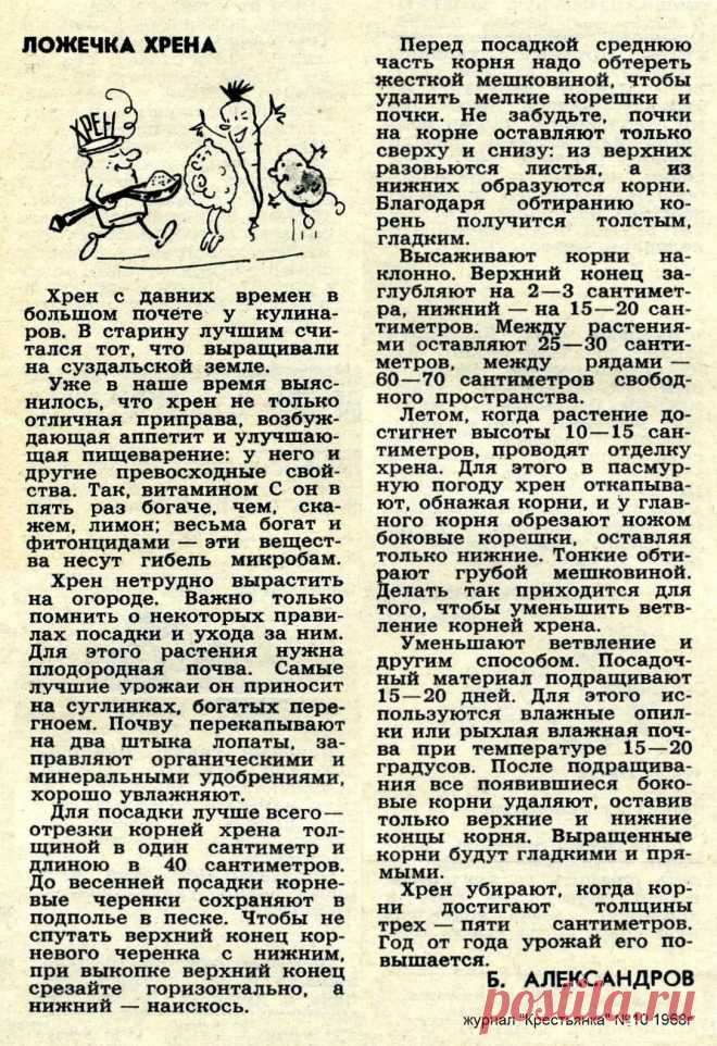 Выращиваем хрен на огороде