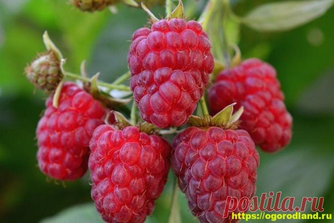 Дачные варианты сортов малины