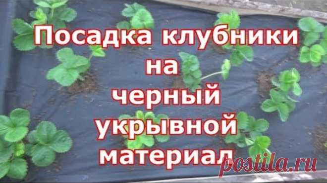 Посадка клубники на черное агроволокно