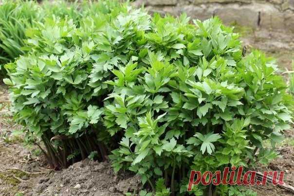 Любисток для фигуры и здоровья - любисток, здоровье, полезные продукты, пряности, травы