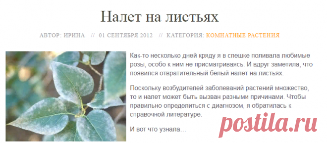 Налет на листьях – как избавиться, причины появления; белый и черный налет на листьях, рыжий налет