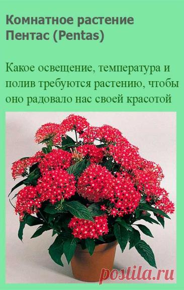 Комнатное растение Пентас (Pentas). Пентас - относительно неприхотливое, однако не слишком часто встречающееся в продаже растение. Его выращивают ради красивых соцветий, состоящих из многочисленных трубчатых цветков. Цветение продолжительное, может происходить даже в зимний период.