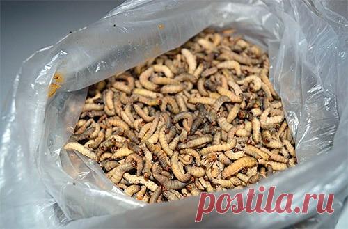 Экстракт личинки восковой моли: рецепты и применение