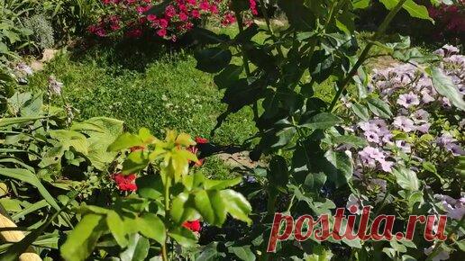 Непрерывноцветущая роза Лихткониген Лючия