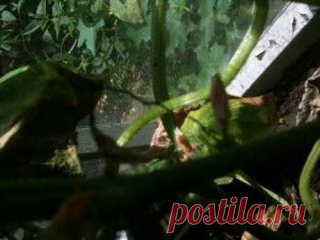 Почему желтеют завязи огурцов? Основные причины. | Домашняя ферма