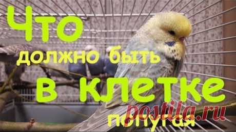 Что должно быть в клетке у волнистого попугая