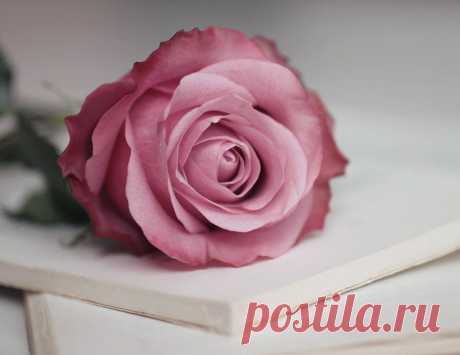 Романтичная роза.