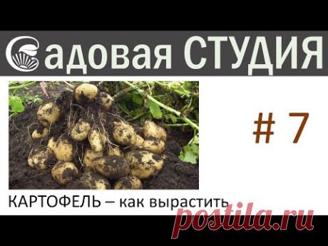 Какртофель - как вырастить ведро с куста.